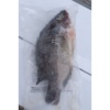 Black Tilapia 300/500gr 1pcs