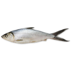 Jona Bangus / Milkfish whole 300/500 gr 1pc